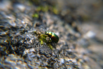 Rock Climbing Beetle