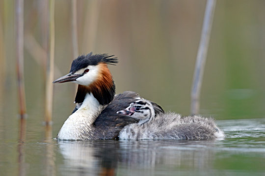 Haubentaucher (Podiceps cristatus) mit Jungtieren - Great crested grebe