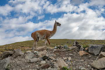 Wild Guanaco profile from Patagonia Chile