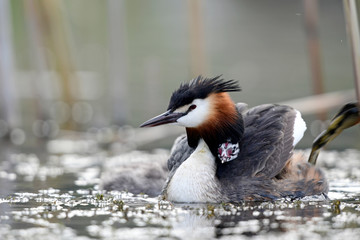 Haubentaucher (Podiceps cristatus) mit Jungtieren - Great crested grebe