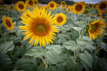 Naklejka premium Girasoles de Burgos Castilla León 