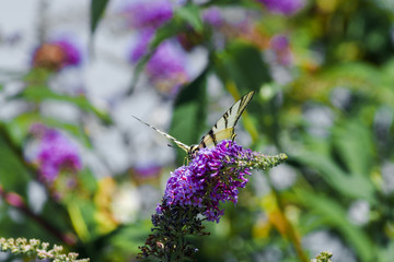 Papilio Machaon butterfly on a sprig of lilac, Odessa