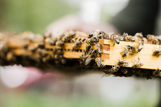 man holding bees from a bee hive