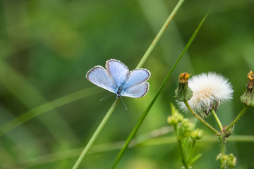 Common Blue Butterfly on Leaf in Springtime