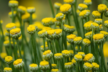 Cotton Lavender Flowers in Bloom in Springtime