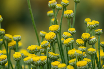 Cotton Lavender Flowers in Bloom in Springtime