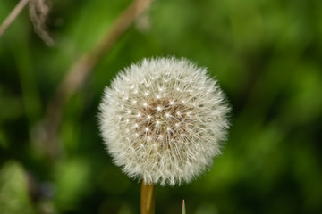 Dandelion Seed Head in Springtime