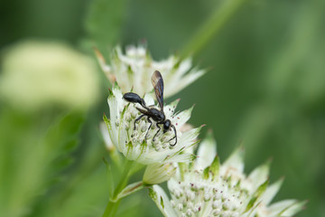 Grass Carrying Wasp on Masterwort Flowers in Springtime