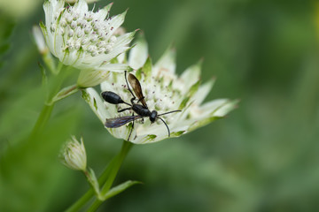 Grass Carrying Wasp on Masterwort Flowers in Springtime