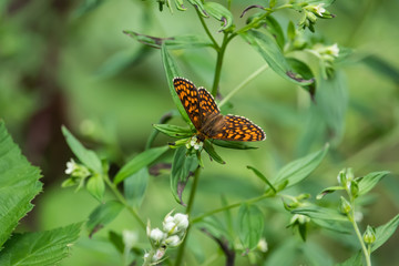 Heath Fritillary Butterfly on Leaf in Springtime