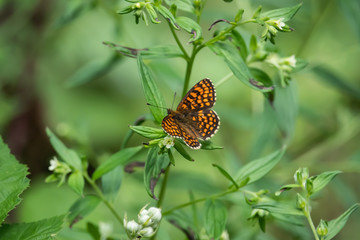 Heath Fritillary Butterfly on Leaf in Springtime