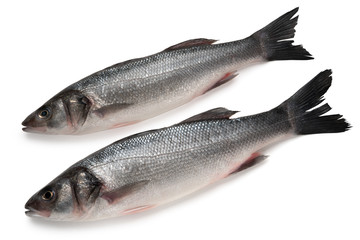 Two Sea bass fish isolated on white background