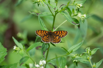 Heath Fritillary Butterfly on Leaf in Springtime