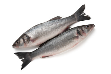 Two Sea bass fish isolated on white background
