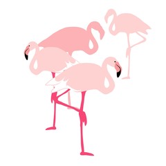 Pink flamingo silhouette, flock of flamingos, drawing, vector illustration