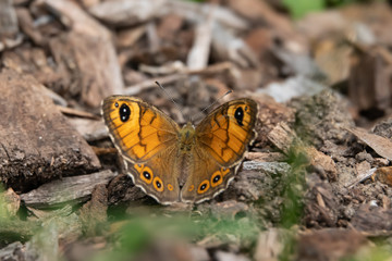 Large Wall Brown Butterfly in Springtime