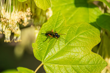Orange and Black Ichneumon Wasp on Leaf in Springtime