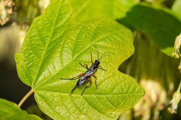 Orange and Black Ichneumon Wasp on Leaf in Springtime
