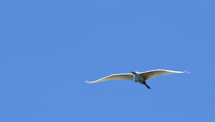 Fototapeta na wymiar One Great egret gliding with a blue sky as background