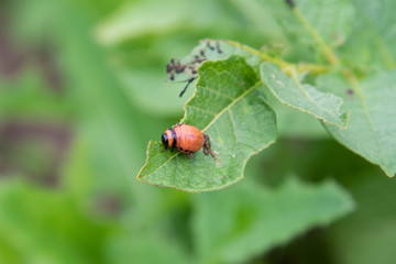 Larvae of Colorado beetles eat potato bushes.
