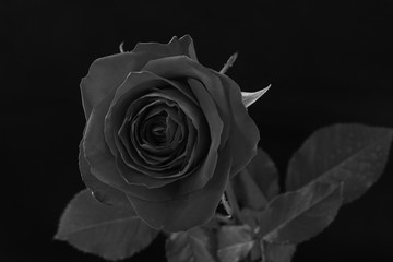 薔薇　モノクロ　白黒　黒バック　バラ　モノクロ　白黒