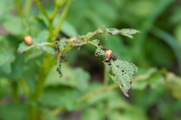 Larvae of Colorado beetles eat potato bushes.