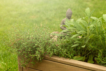 Gartenkräuter mit Buddha-Figur