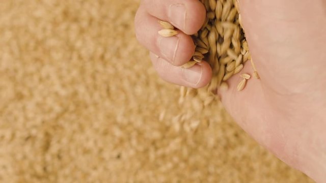 Closeup of a male farmer's hand pouring out wheat grain. Harvest year. The farmer checks the grain. Raw materials for baking bread, making beer. Wheat grain falls in slow motion