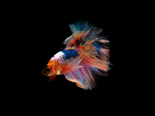 Fototapeta premium Action and movement of Thai fighting fish on a black background, Halfmoon Betta