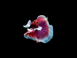 Action and movement of Thai fighting fish on a black background, Halfmoon Betta