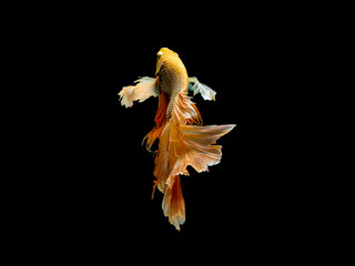 Action and movement of Thai fighting fish on a black background, Halfmoon Betta