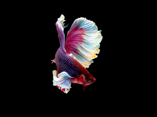 Action and movement of Thai fighting fish on a black background, Halfmoon Betta