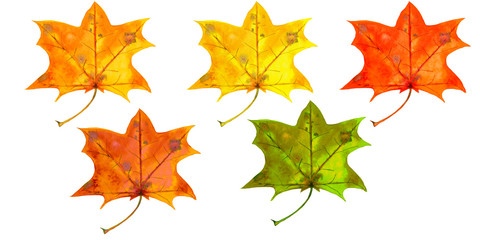 Five realistic autumn maple leaves.