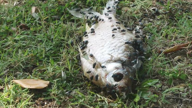 The dead body of the fish on the grass of the park