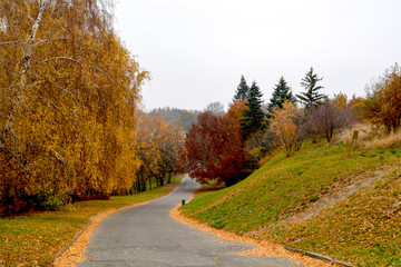 The road in the autumn city park. Trees with yellow and red leaves. On the ground, fallen leaves create a multi-colored carpet