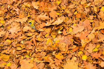 Beautiful autumn red and yellow leaves create an amazing picture. Nature creates incredibly vivid images that you admire and wonderful impressions remain in your memory.