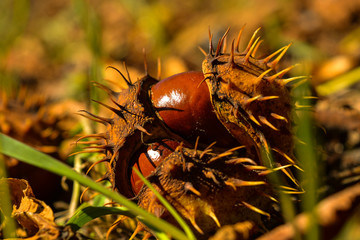 The fruits of the chestnut tree ripened and fell to the ground in the autumn city park. Brown...