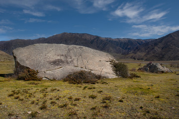 Russia. Gorny Altai in the period of the flowering of maralnik (Rhododendron Ledebourii) in the area of the Chuya trakt.