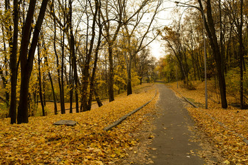 Naklejka premium Droga w jesiennym parku miejskim. Drzewa o liściach żółtych i czerwonych. Na ziemi opadłe liście tworzą wielokolorowy dywan