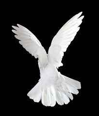 Plakat Flying white doves on a black background