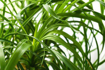 Beaucarnea Blätter	