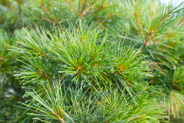 Pine needles in raindrops close up