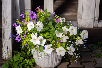 Colorful Petunia flowers as decoration