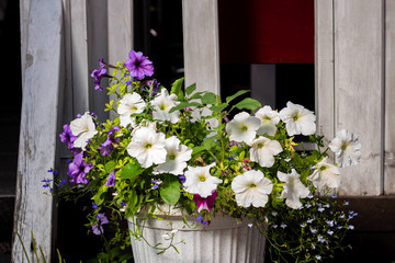 Fototapeta na wymiar Colorful Petunia flowers as decoration