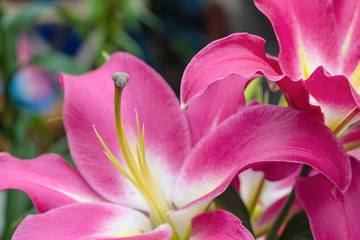 Pink lily flower closeup. Flower pestle on a blurred background.