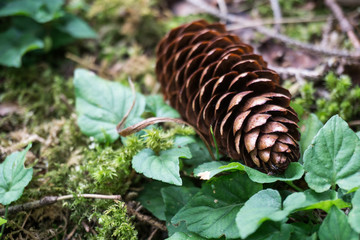 Isolierter Tannenzapfen mit natürlichem Waldmotiv als Hintergrund