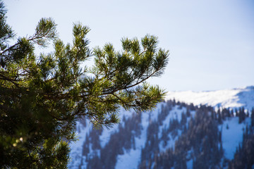 pine branches on a background of mountains