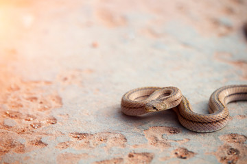 A small snake on the cement floor