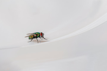 Fliege auf weißem Untergrund
