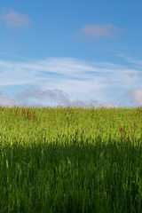 A summer meadow in Sussex, with a blue sky overhead